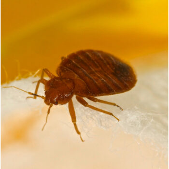 How to Get Rid of Bedbugs in Enfield