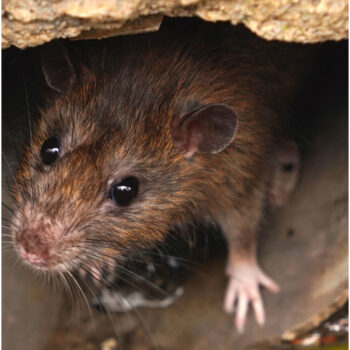How long does it take to get rid of a rat infestation In Enfield