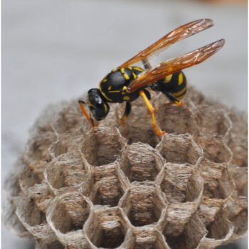 Wasp Nest Removal Cost in Enfield